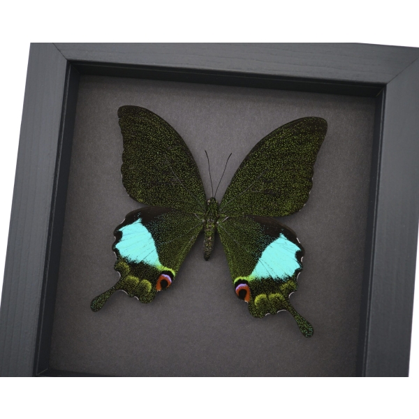 Papilio karna Jungle Jade Swallowtail Butterfly Framed Insect Moonlight Display