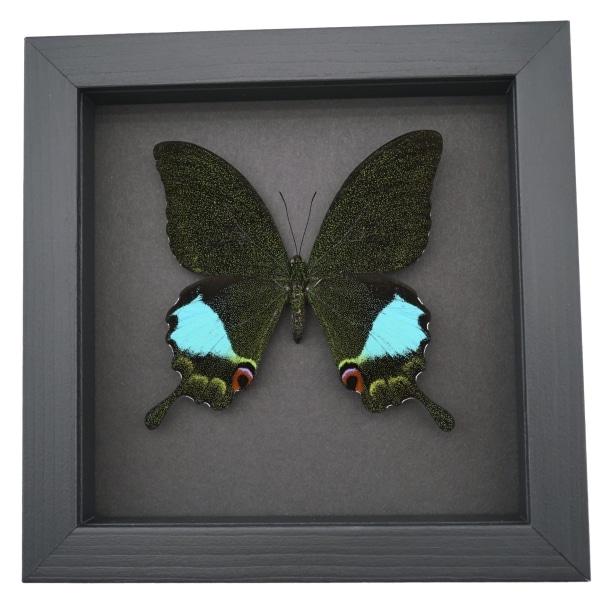 Papilio karna Jungle Jade Swallowtail Butterfly Framed Insect Moonlight Display