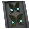 Peacock Swallowtail Butterflies Set Papilio paris karna Framed Butterfly Taxidermy Moonlight Display