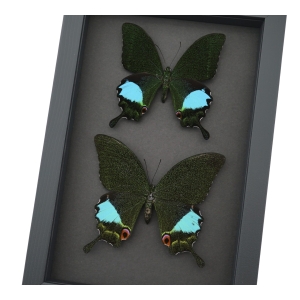 Peacock Swallowtail Butterflies Set Papilio paris karna Framed Butterfly Taxidermy Moonlight Display