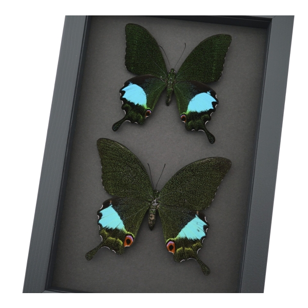 Peacock Swallowtail Butterflies Set Papilio paris karna Framed Butterfly Taxidermy Moonlight Display