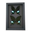 Peacock Swallowtail Butterflies Set Papilio paris karna Framed Butterfly Taxidermy Moonlight Display