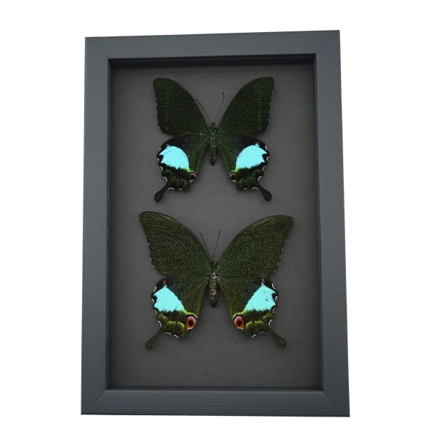 Peacock Swallowtail Butterflies Set Papilio paris karna Framed Butterfly Taxidermy Moonlight Display
