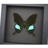 Papilio paris Peacock Swallowtail Green Butterfly Moonlight Display Framed Taxidermy