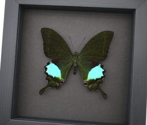 Papilio paris Peacock Swallowtail Green Butterfly Moonlight Display Framed Taxidermy