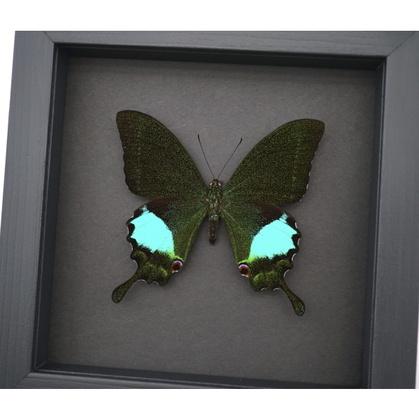 Papilio paris Peacock Swallowtail Green Butterfly Moonlight Display Framed Taxidermy