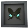 Papilio paris Peacock Swallowtail Green Butterfly Moonlight Display Framed Taxidermy