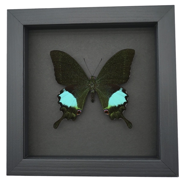 Papilio paris Peacock Swallowtail Green Butterfly Moonlight Display Framed Taxidermy