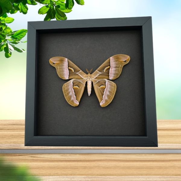 Samia luzonica Female XL Moth Pink Silk Moth Framed Taxidermy Moonlight Display