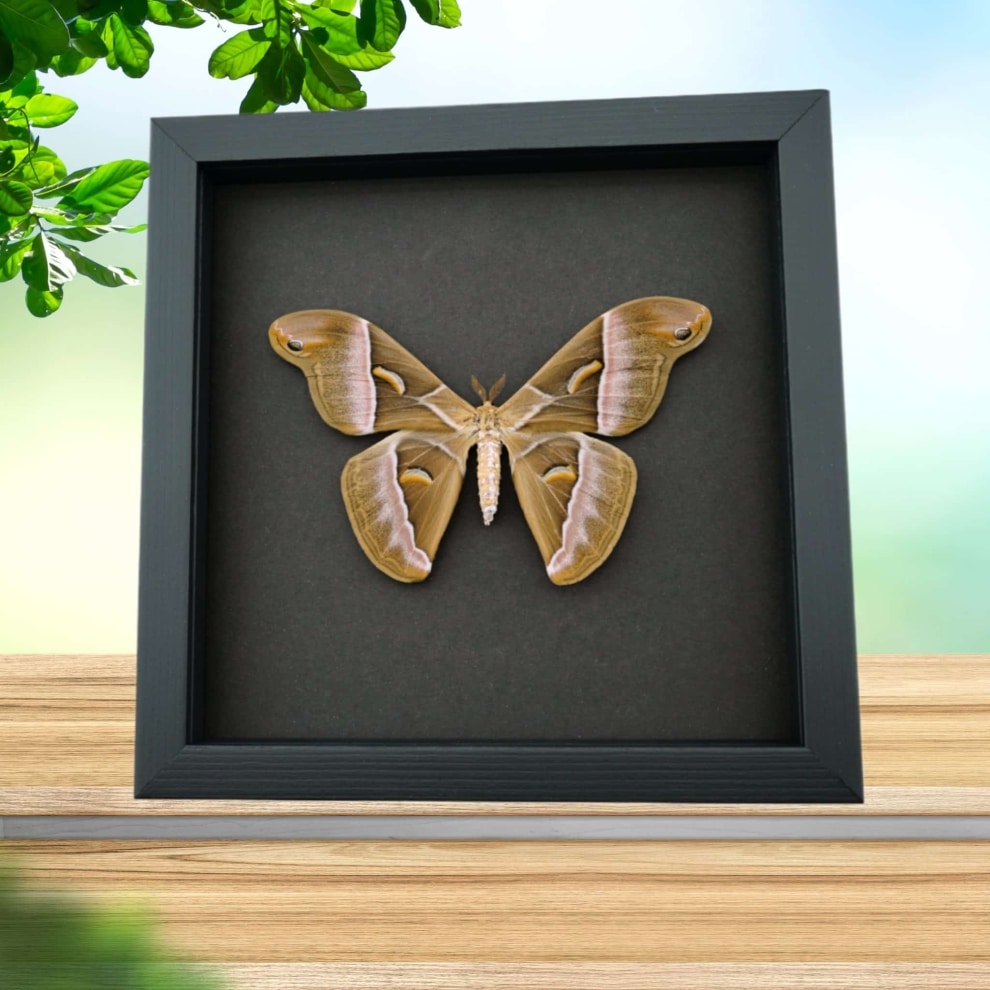 Samia luzonica Female XL Moth Pink Silk Moth Framed Taxidermy Moonlight Display