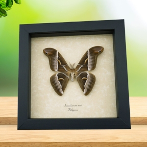 Samia luzonica Male Moth Pink Silk Moth Framed Taxidermy Display
