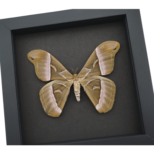 Samia luzonica Female Moth Pink Silk Moth Framed Taxidermy Moonlight Display
