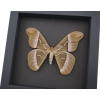 Samia luzonica Female Moth Pink Silk Moth Framed Taxidermy Moonlight Display