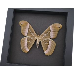 Samia luzonica Female Moth Pink Silk Moth Framed Taxidermy Moonlight Display