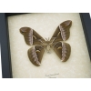 Samia luzonica Female XL Moth Pink Silk Moth Framed Taxidermy