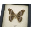 Samia luzonica Female XL Moth Pink Silk Moth Framed Taxidermy