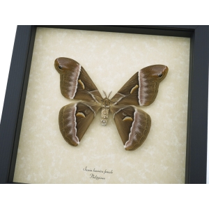 Samia luzonica Female XL Moth Pink Silk Moth Framed Taxidermy