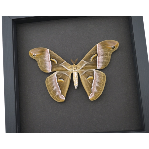 Samia luzonica Female XL Moth Pink Silk Moth Framed Taxidermy Moonlight Display