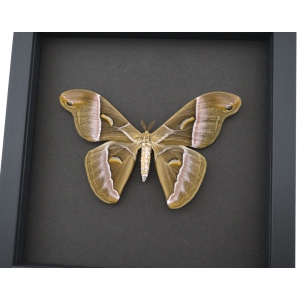 Samia luzonica Female XL Moth Pink Silk Moth Framed Taxidermy Moonlight Display