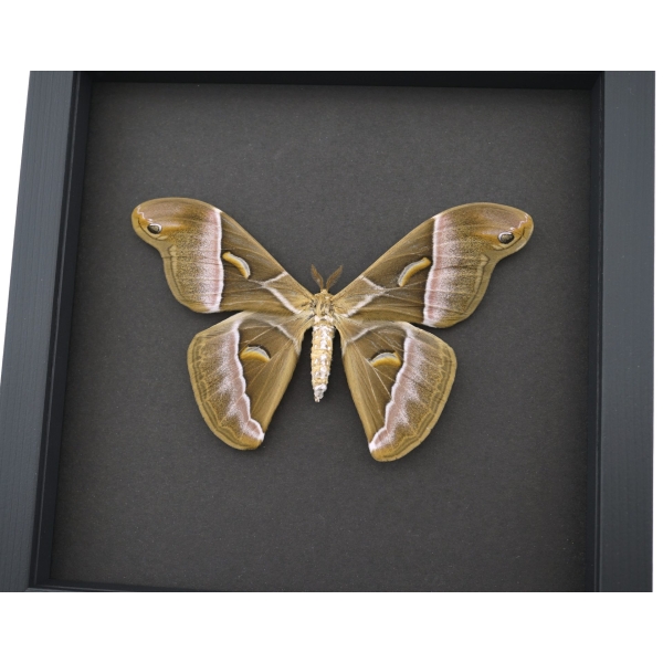 Samia luzonica Female XL Moth Pink Silk Moth Framed Taxidermy Moonlight Display