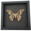 Samia luzonica Female XL Moth Pink Silk Moth Framed Taxidermy Moonlight Display