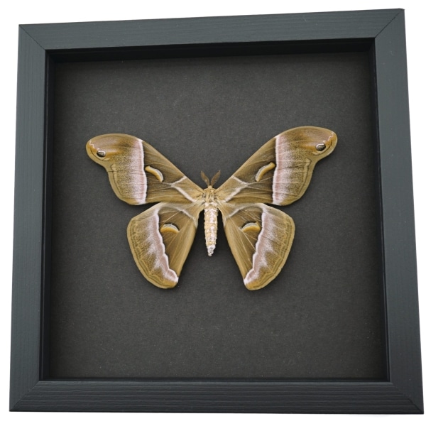 Samia luzonica Female XL Moth Pink Silk Moth Framed Taxidermy Moonlight Display