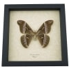 Samia luzonica Female XL Moth Pink Silk Moth Framed Taxidermy