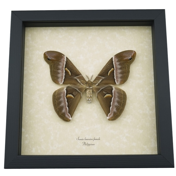 Samia luzonica Female XL Moth Pink Silk Moth Framed Taxidermy