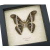 Samia luzonica Male Moth Pink Silk Moth Framed Taxidermy Display