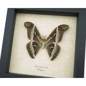 Samia luzonica Male Moth Pink Silk Moth Framed Taxidermy Display