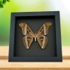Samia luzonica Male Moth Pink Silk Moth Framed Taxidermy Moonlight Display