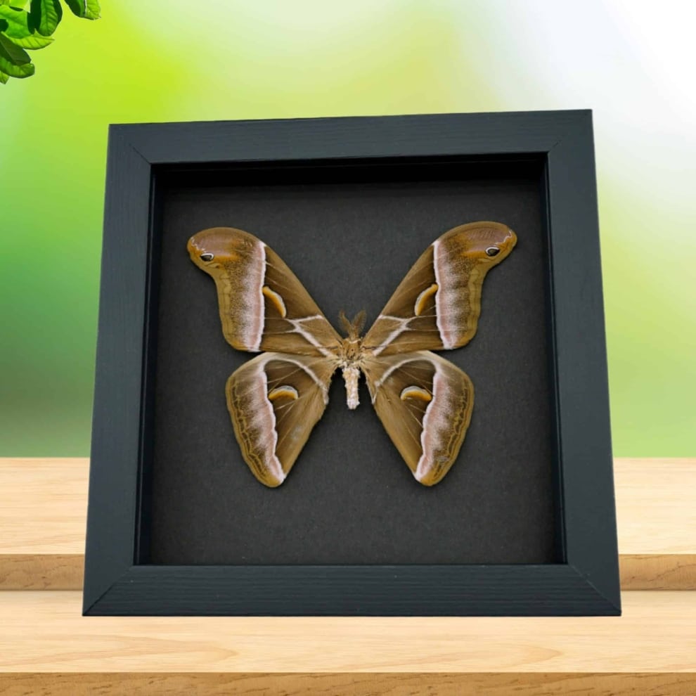 Samia luzonica Male Moth Pink Silk Moth Framed Taxidermy Moonlight Display