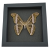 Samia luzonica Male Moth Pink Silk Moth Framed Taxidermy Moonlight Display