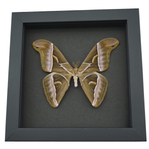 Samia luzonica Male Moth Pink Silk Moth Framed Taxidermy Moonlight Display
