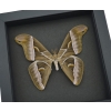 Samia luzonica Male Moth Pink Silk Moth Framed Taxidermy Moonlight Display
