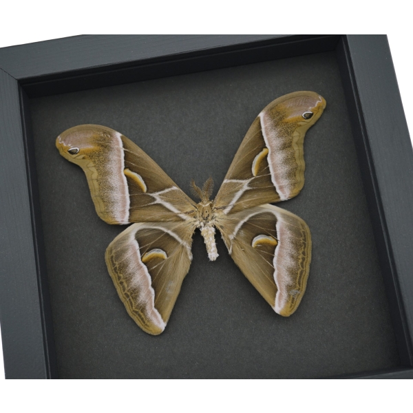 Samia luzonica Male Moth Pink Silk Moth Framed Taxidermy Moonlight Display