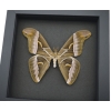 Samia luzonica Male Moth Pink Silk Moth Framed Taxidermy Moonlight Display