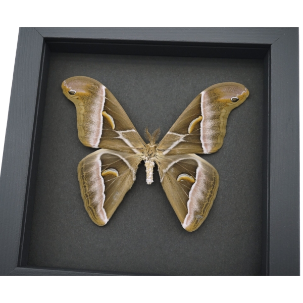 Samia luzonica Male Moth Pink Silk Moth Framed Taxidermy Moonlight Display