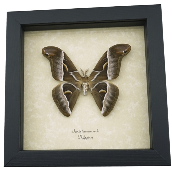 Samia luzonica Male Moth Pink Silk Moth Framed Taxidermy Display