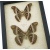 Samia luzonica Pair Moth Giant Silk Moths Framed Taxidermy Display