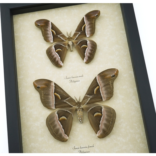 Samia luzonica Pair Moth Giant Silk Moths Framed Taxidermy Display