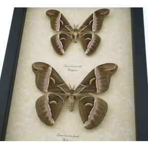 Samia luzonica Pair Moth Giant Silk Moths Framed Taxidermy Display