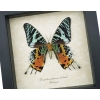 Real Framed Sunset Moth Urania Rhipheus Female Verso Taxidermy Display