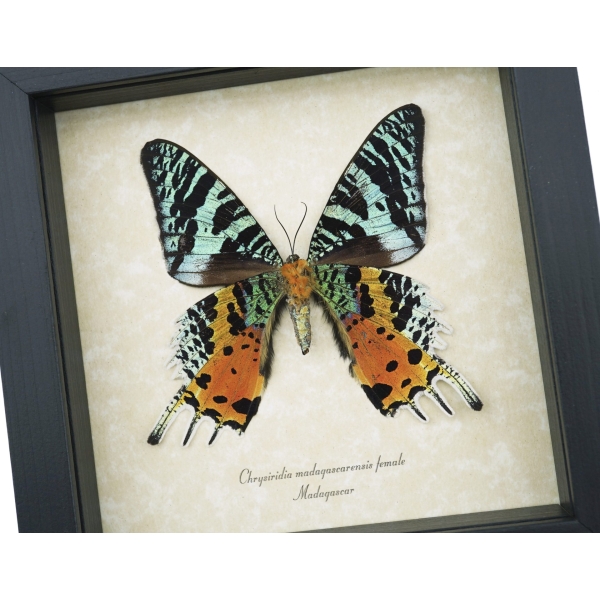 Real Framed Sunset Moth Urania Rhipheus Female Verso Taxidermy Display