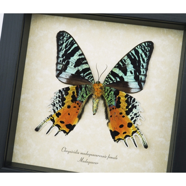 Real Framed Sunset Moth Urania Rhipheus Female Verso Taxidermy Display