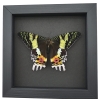 Real Sunset Moth Urania rhipheus Female Resting Framed Taxidermy Moonlight Display