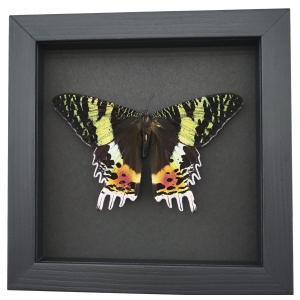 Real Sunset Moth Urania rhipheus Female Resting Framed Taxidermy Moonlight Display