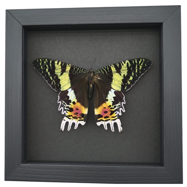 Real Sunset Moth Urania rhipheus Female Resting Framed Taxidermy Moonlight Display