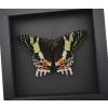 Real Sunset Moth Urania rhipheus Female Resting Framed Taxidermy Moonlight Display