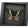 Real Sunset Moth Urania rhipheus Female Resting Framed Taxidermy Moonlight Display